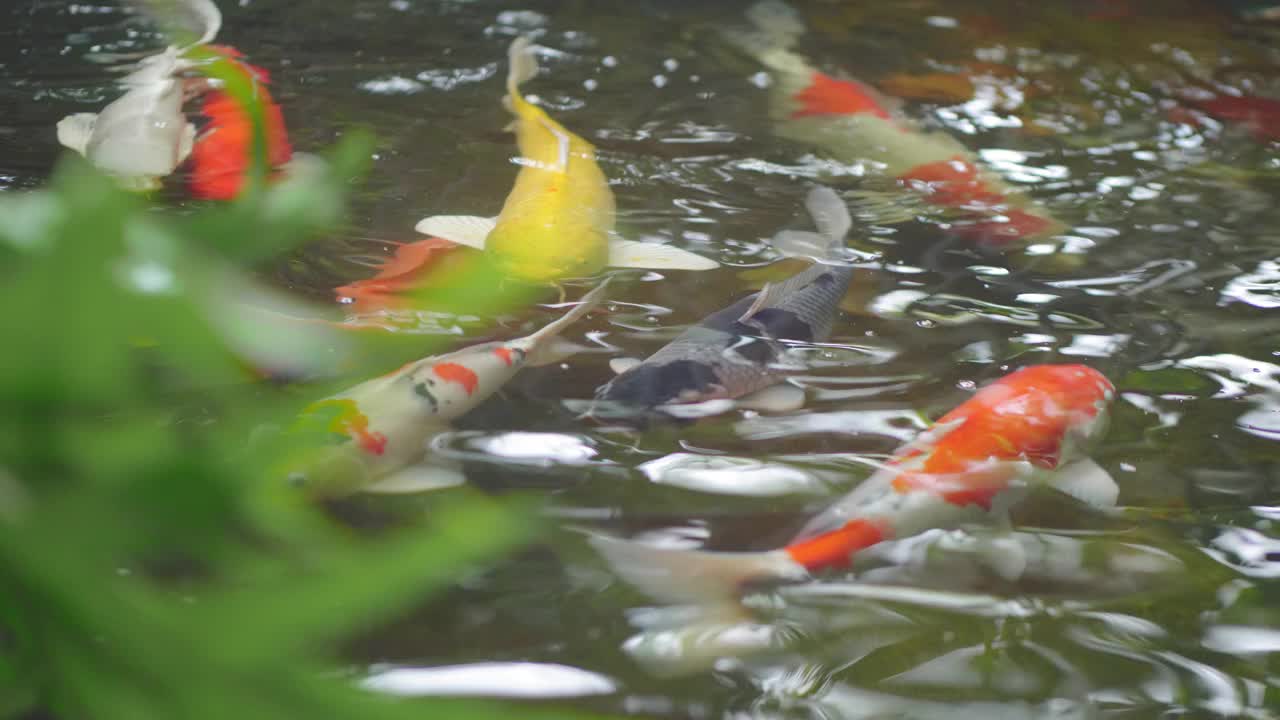 锦鲤在水里游泳
