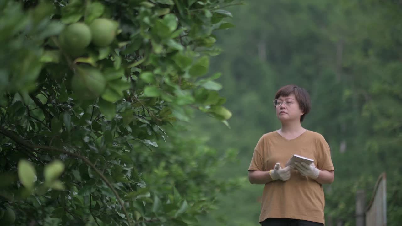 亚洲华人女农民使用数字平板分析检查柚子柑橘在她的种植园的水果生长记录