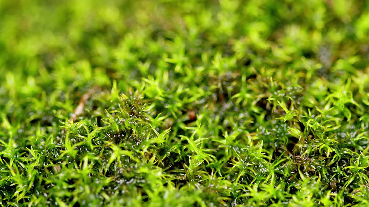 绿色的苔藓生长。盛开的苔藓像厚厚的地毯一样覆盖着地面