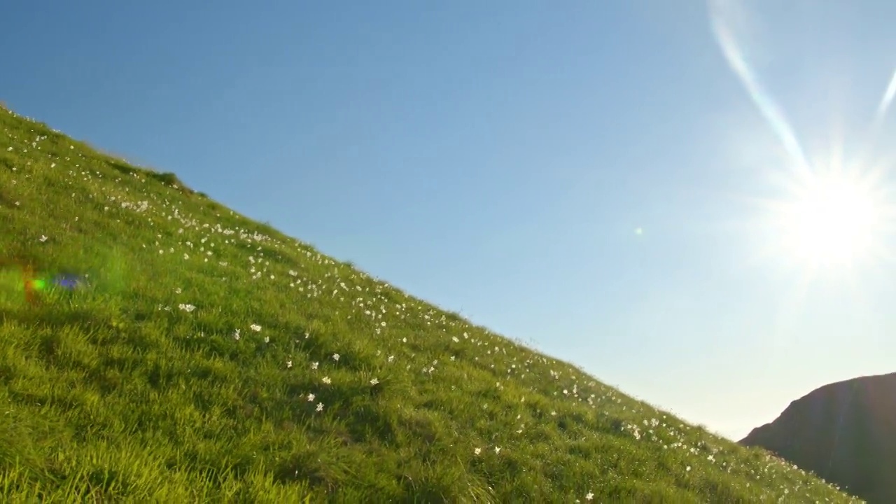 山莫草甸上开满了水仙花