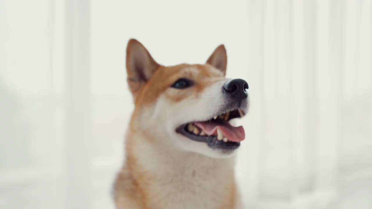 柴犬，宠物待在家里。