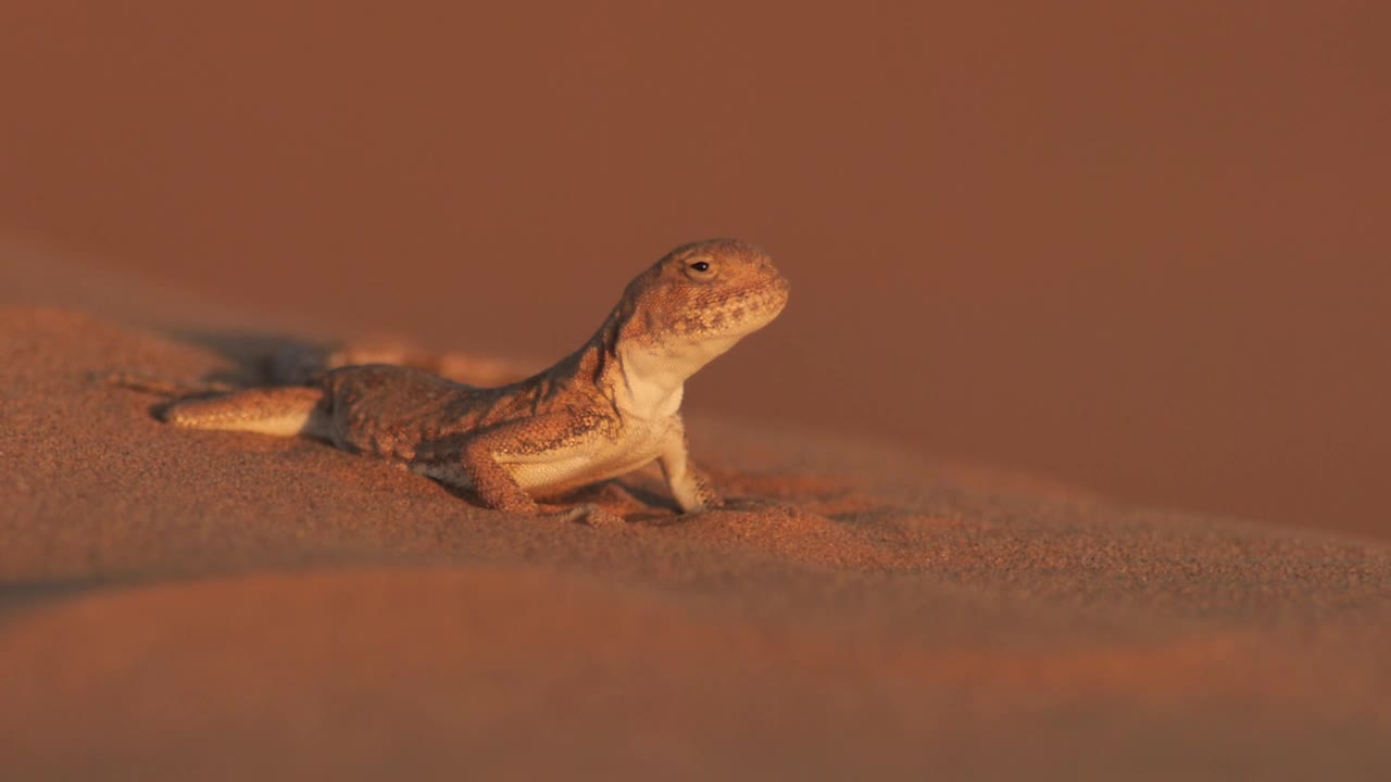 斑点蟾蜍阿加马(Phrynocephalus guttatus)，卡尔梅克共和国的沙漠