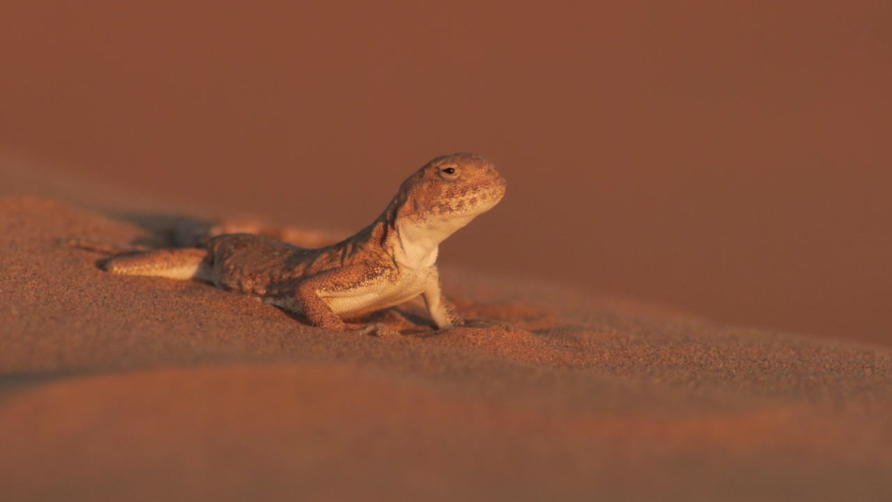 详情图-斑点蟾蜍阿加马(Phrynocephalus,guttatus)，卡尔梅克共和国的沙漠