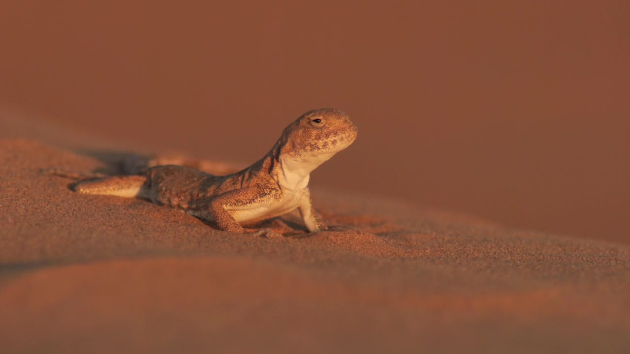 详情图-斑点蟾蜍阿加马(Phrynocephalus,guttatus)，卡尔梅克共和国的沙漠