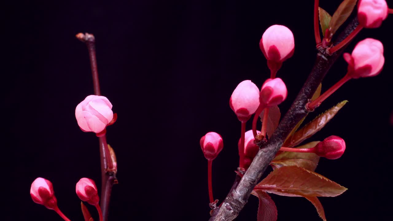 粉红色的樱花树开花了——樱花