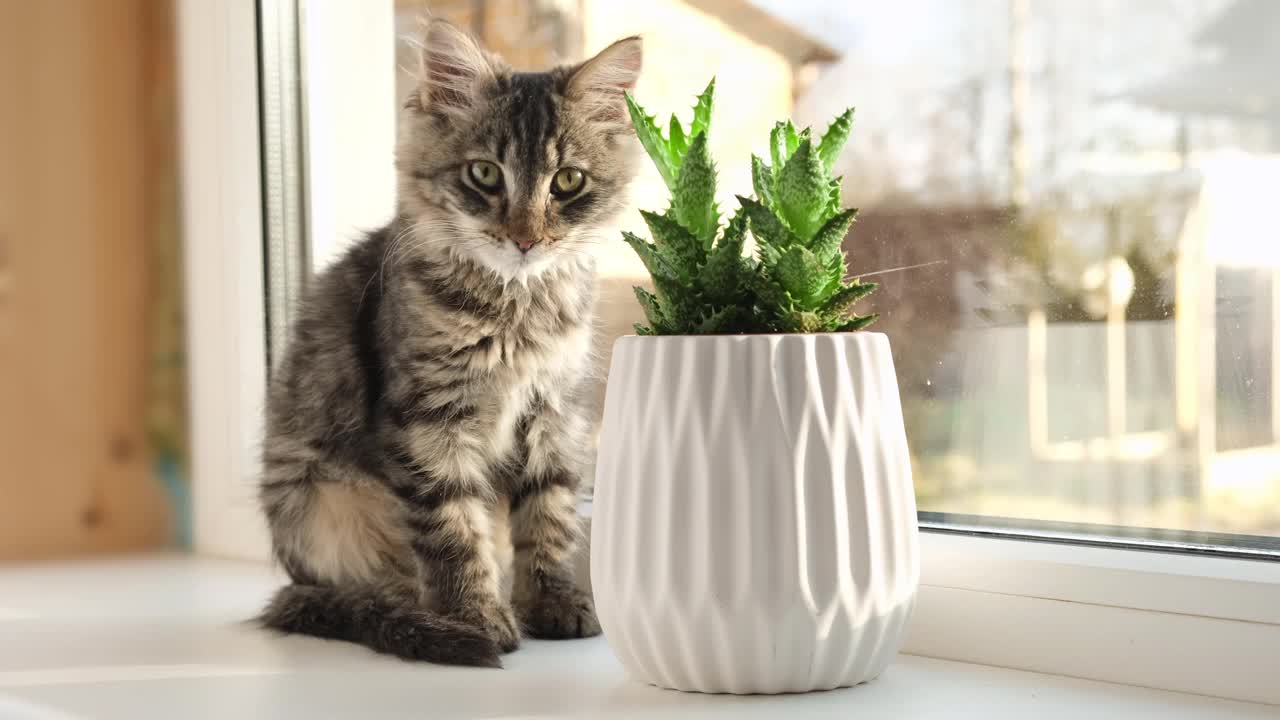 灰色条纹的家猫坐在窗户周围的室内植物。图片为兽医诊所，关于猫的网站，猫的食物。花盆里的小猫和家花。动物和家花，4K