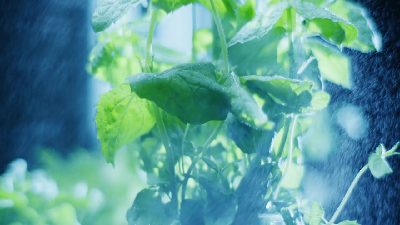 詳情圖-家中澆薄荷