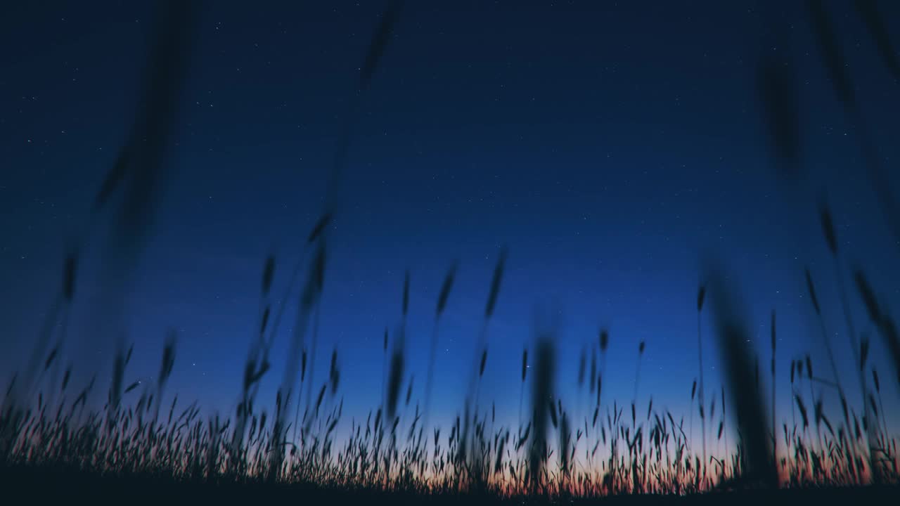 夜空星空星系自然背景下小麦芽的剪影。晚上的时间。视频晚上夜间。夏日的背景，夏日的背景。发光的星星。星空的辉光4K自然背景。夜晚场景视图