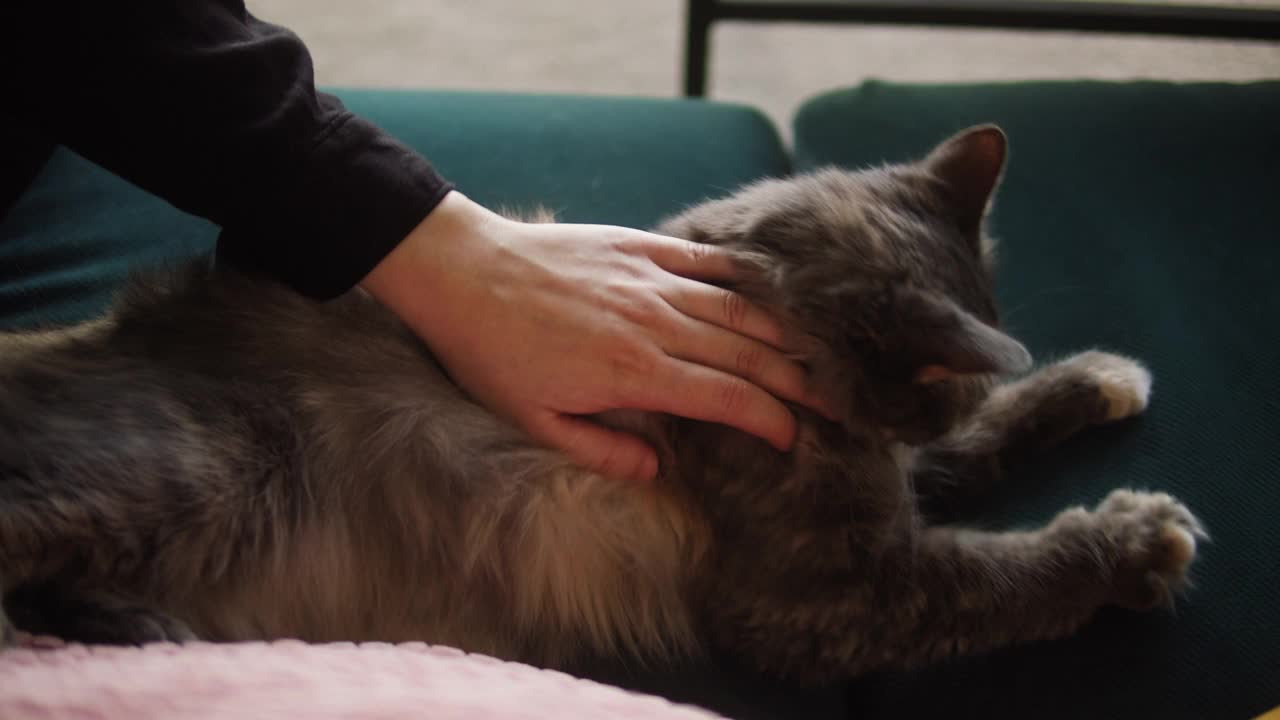 猫咪躺在客厅的沙发上。家养动物。人的手抚摸灰色小猫的特写。毛茸茸的纯种宠物放松和呼噜声。没有最好的朋友