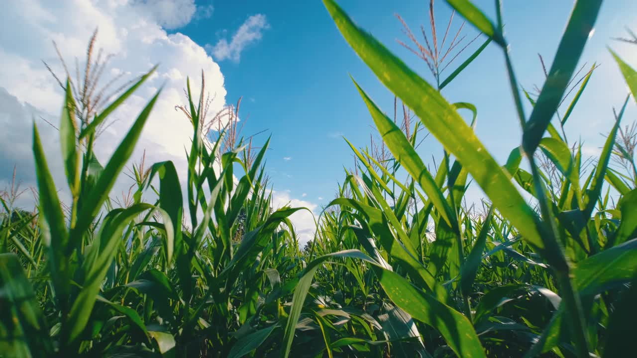 玉米田在农用玉米种植园里阳光普照