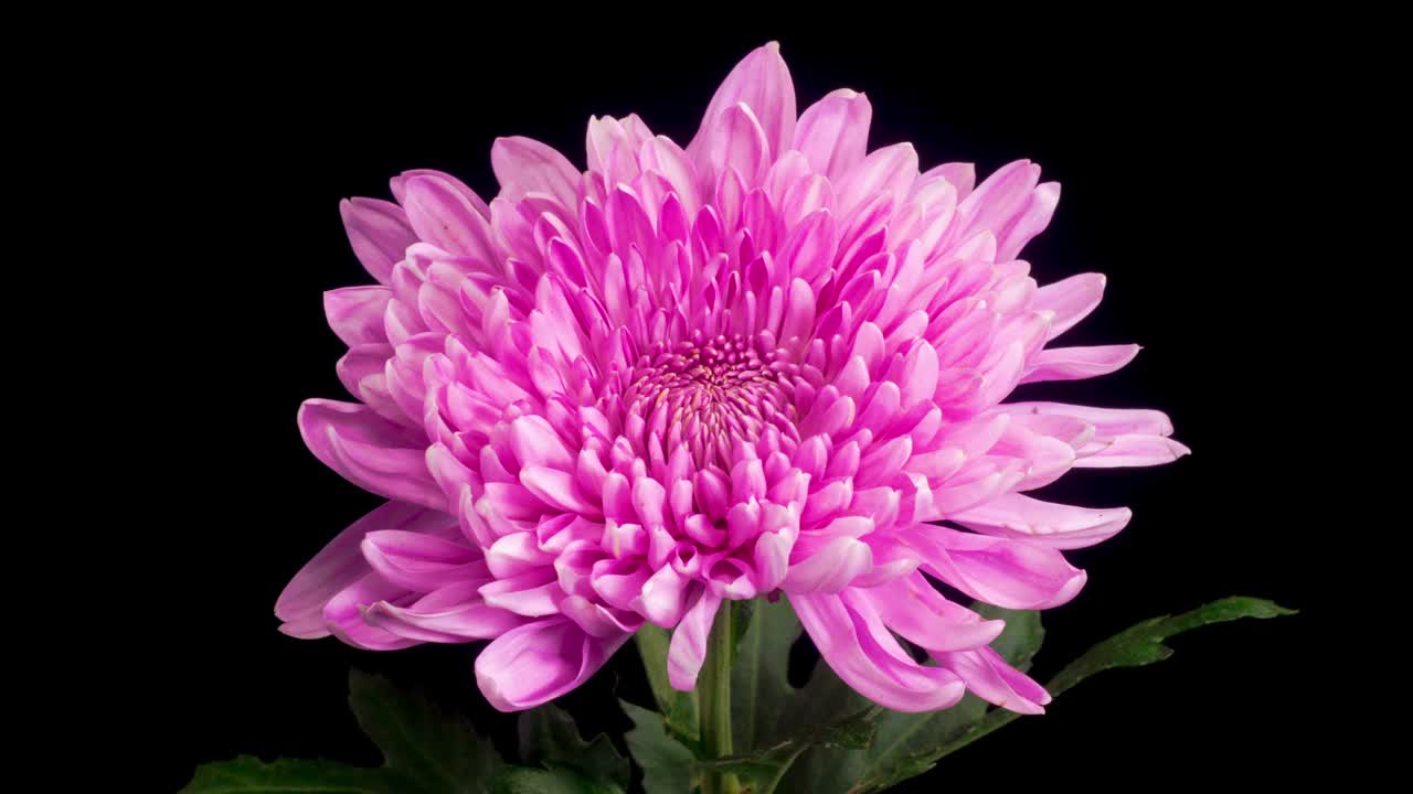 美丽的粉红色菊花开放