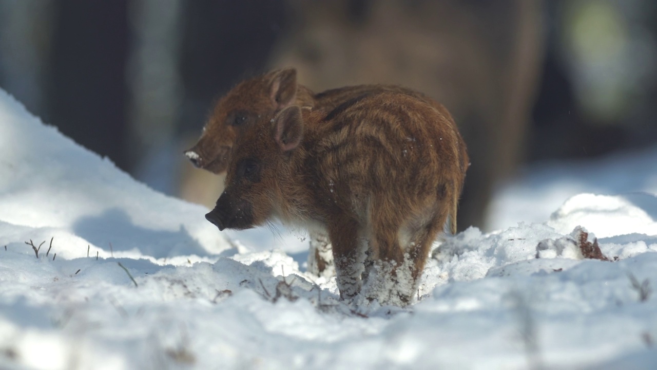 幼小的野猪Sus scrofa，兴奋的小猪凝视了很久的深林。野生动物宁静的长毛动物场景。强大的鼻子，良好的嗅觉，在杂食中寻找食物。