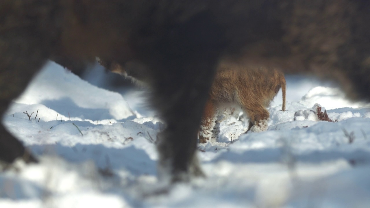 详情图-幼小的野猪Sus,scrofa，兴奋的小猪凝视了很久的深林。野生动物宁静的长毛动物场景。强大的鼻子，良好的嗅觉，在杂食中寻找食物。