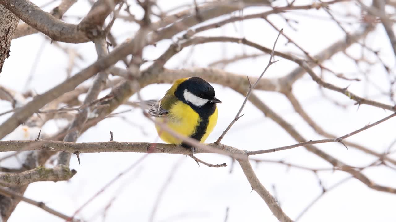 风中的山雀站在树枝上，背景是雪。