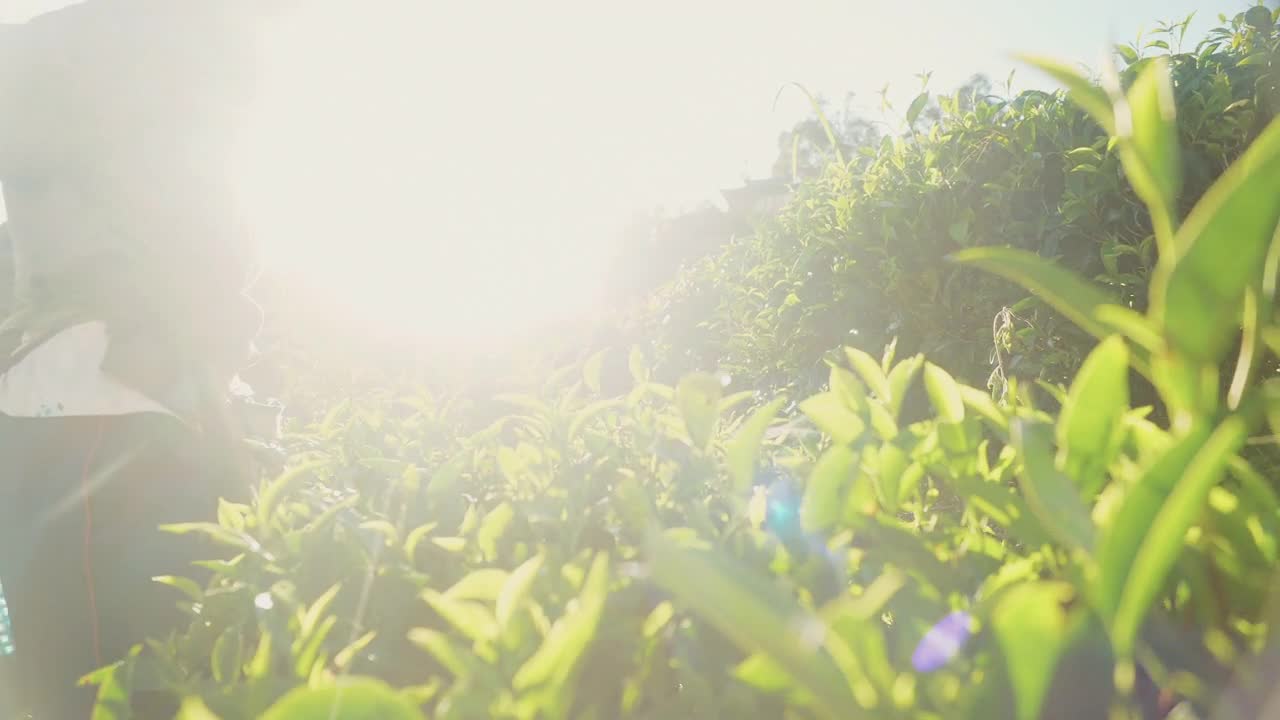 詳情圖-近距離拍攝的亞洲婦女農(nóng)民采摘小綠茶在早上泰國美洪森