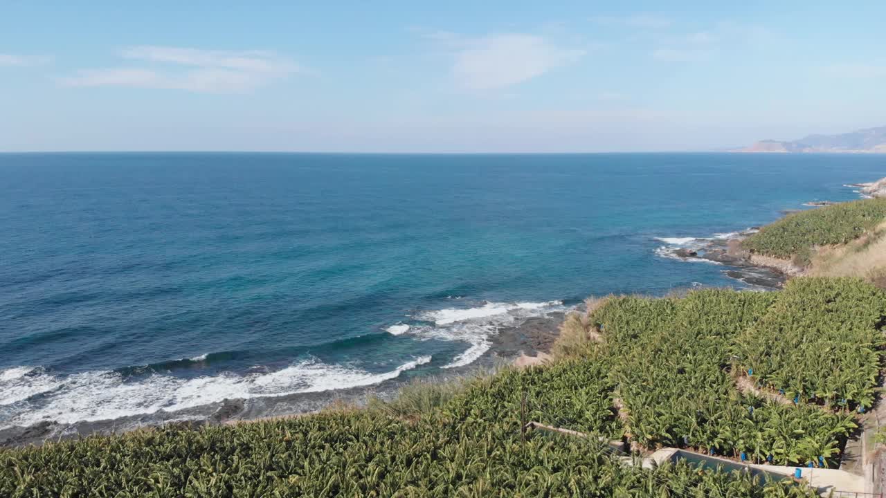 绿色未成熟的新鲜香蕉生长在香蕉种植园。海边的香蕉绿树。在种植园里种植香蕉
