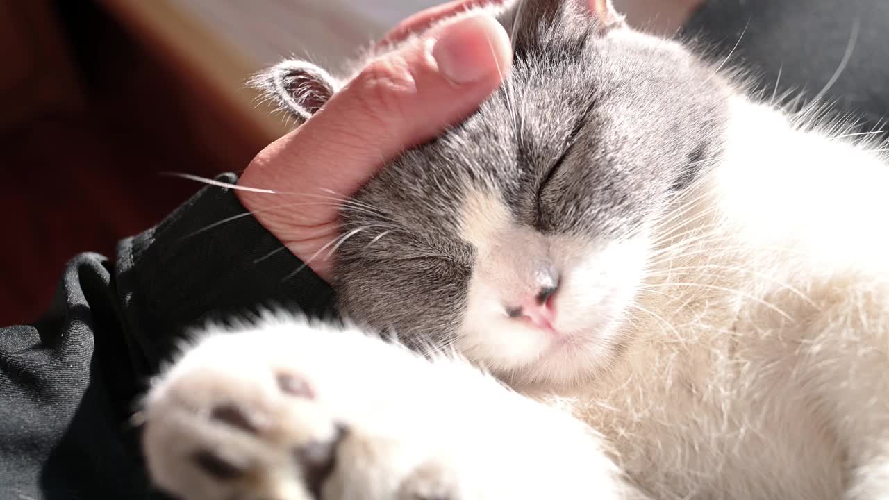 一名男子轻轻地抚摸着一只可爱的英国短毛猫的头部