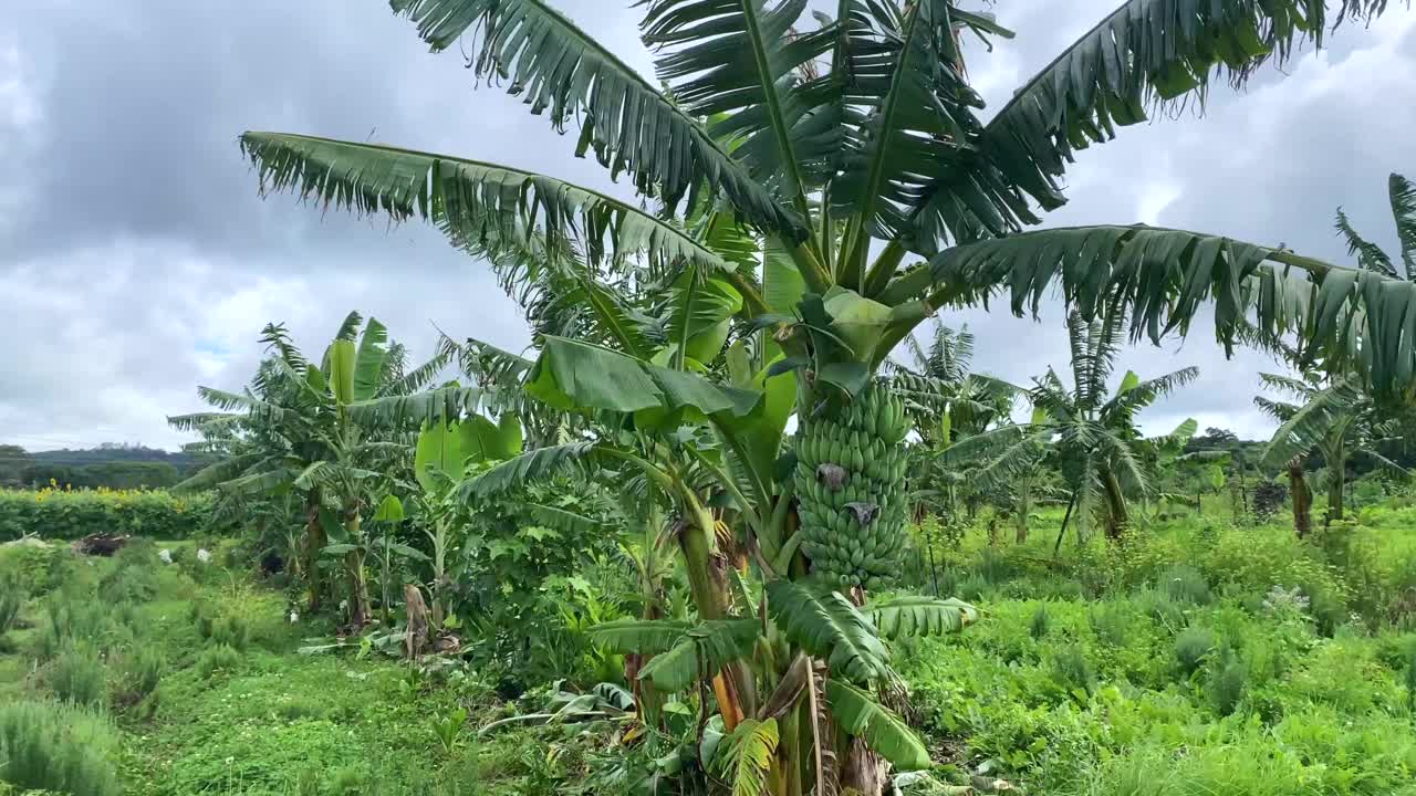 香蕉树种植园在乡村农场