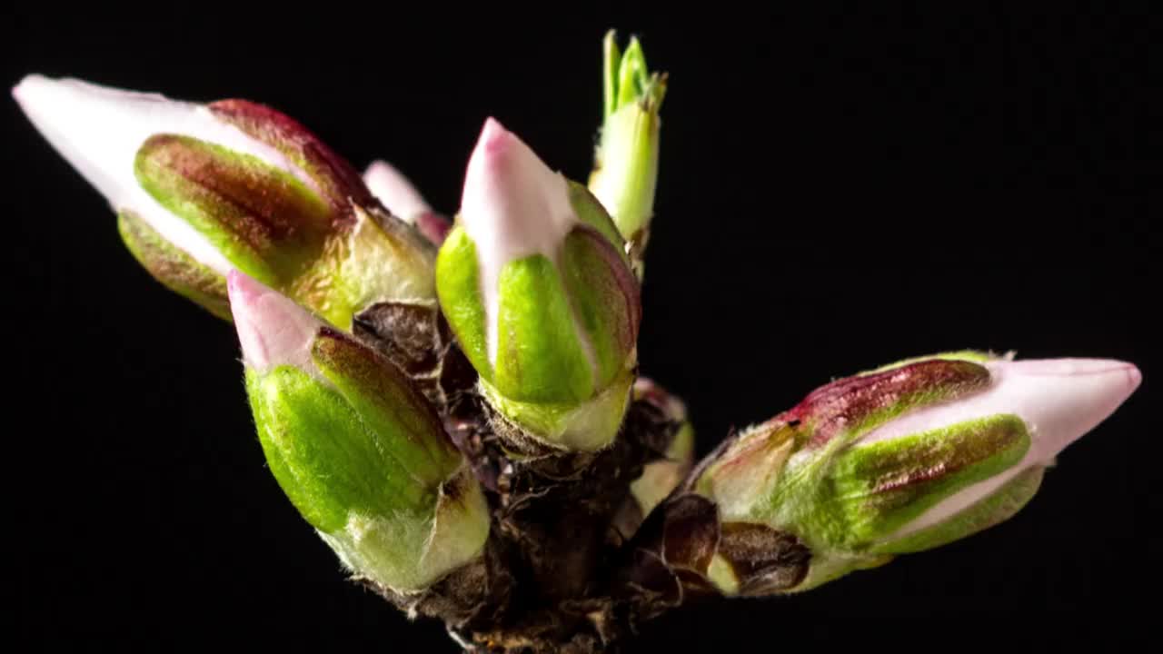 杏花盛开和旋转在水平时间推移4k视频对绿色背景。放大梅花在春天开花的视频。