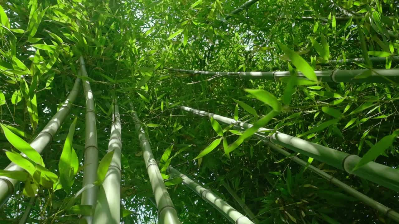 在早晨的阳光下，缓慢的稳定视频绿色的竹子植物