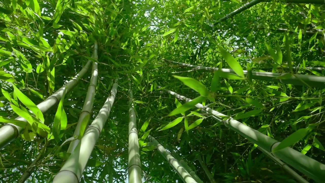 详情图-在早晨的阳光下，缓慢的稳定视频绿色的竹子植物