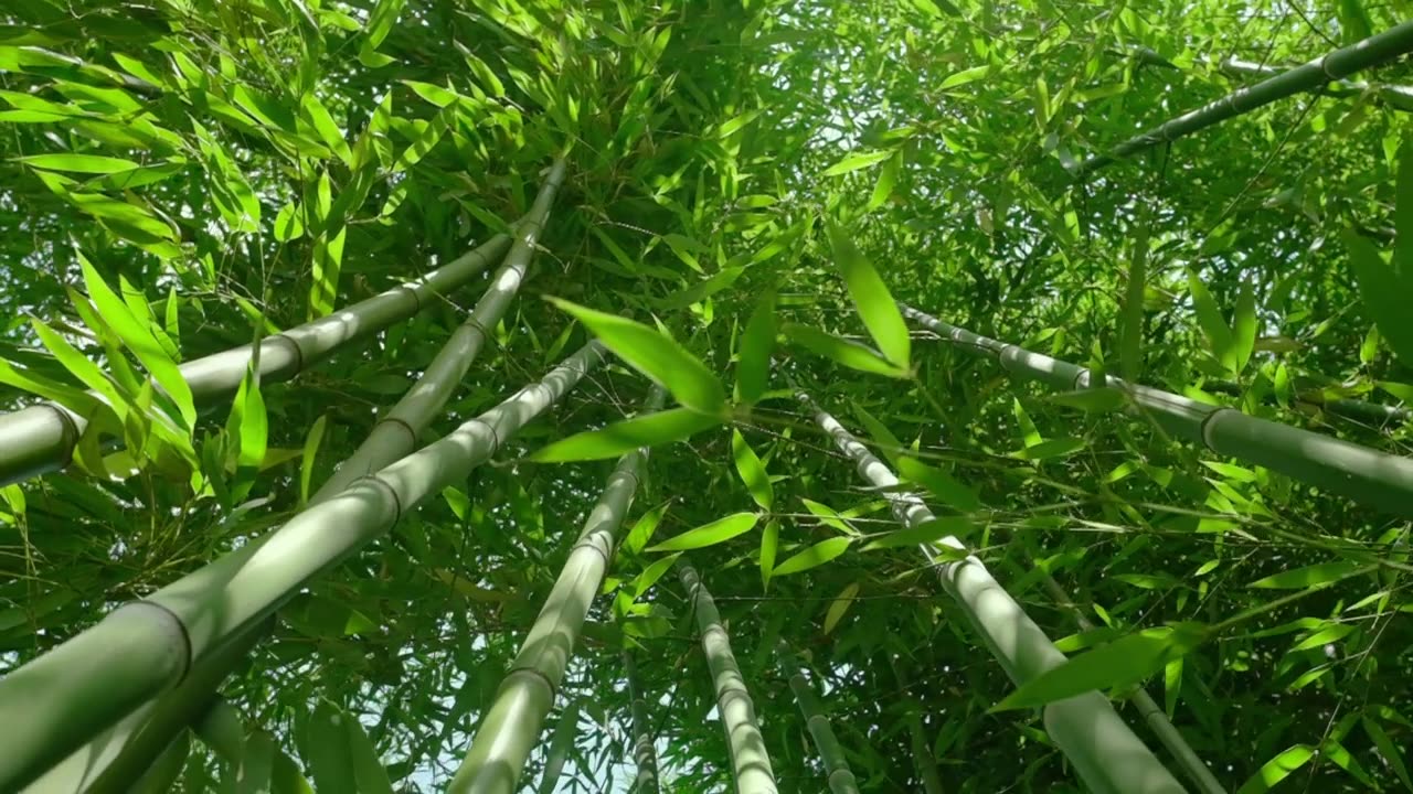 详情图-在早晨的阳光下，缓慢的稳定视频绿色的竹子植物
