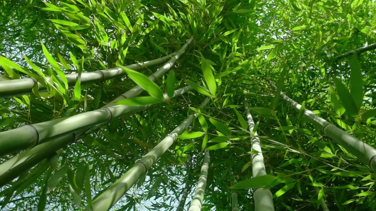 详情图-在早晨的阳光下，缓慢的稳定视频绿色的竹子植物