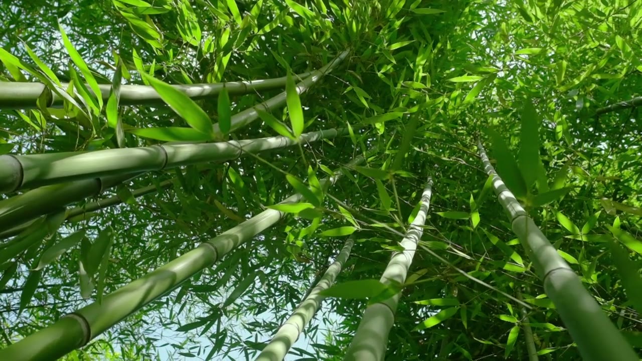 详情图-在早晨的阳光下，缓慢的稳定视频绿色的竹子植物