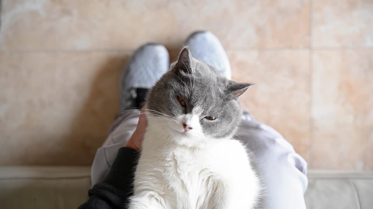俯视图男子轻轻抚摸一只可爱的英国短毛猫的头