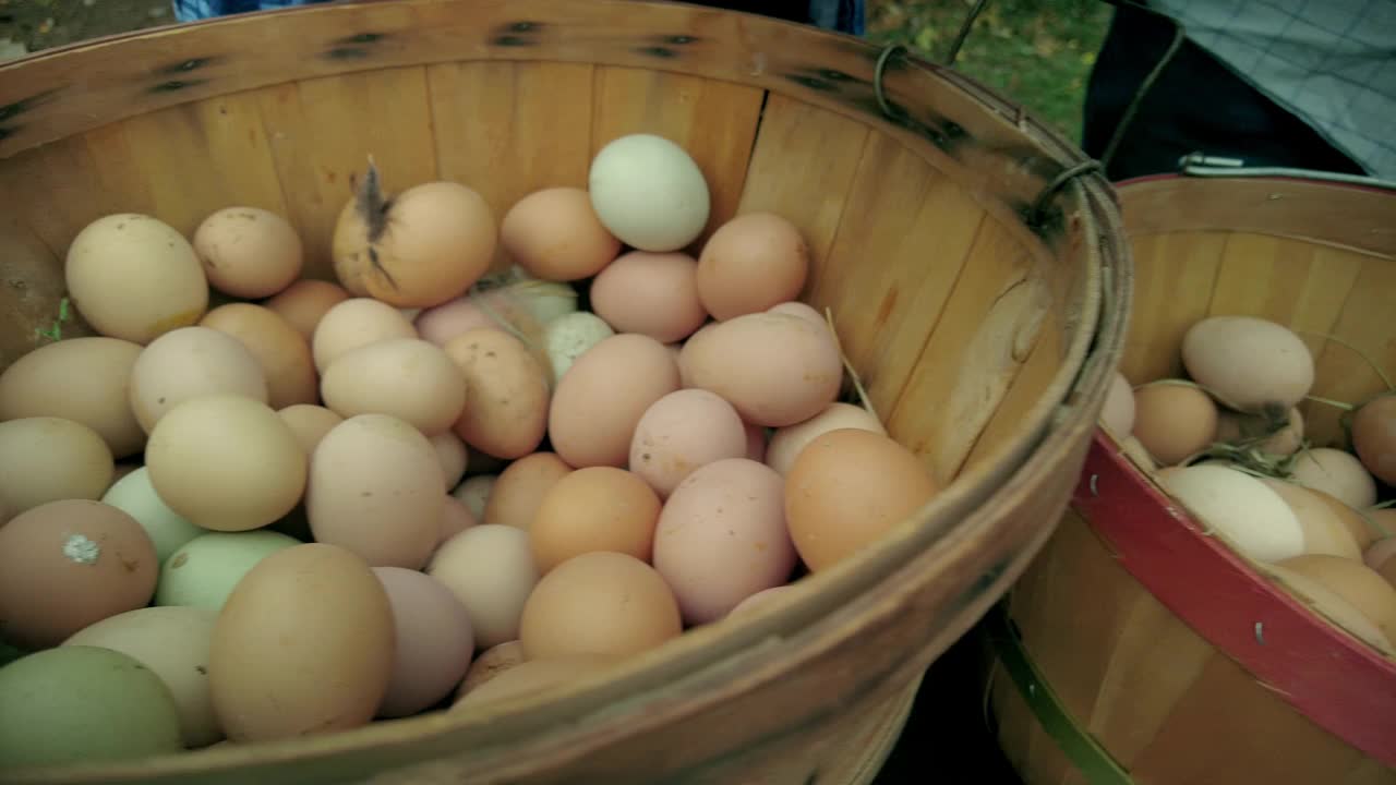 农场饲养的鸡自由放养的各种颜色鸡蛋包装在鸡蛋纸箱农场到餐桌美国西部农场生活和可持续生活4K视频系列