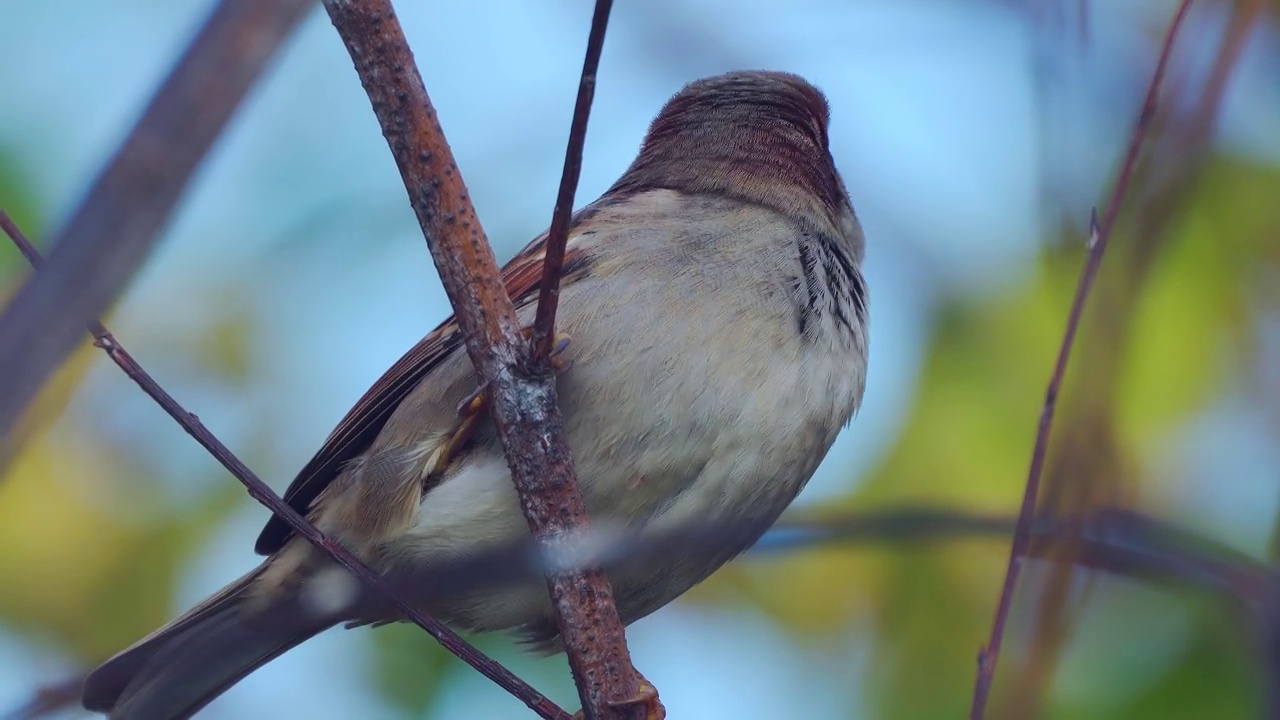 鸟-家麻雀(Passer domesticus)坐在树枝上，在一个寒冷的阳光明媚的秋日。