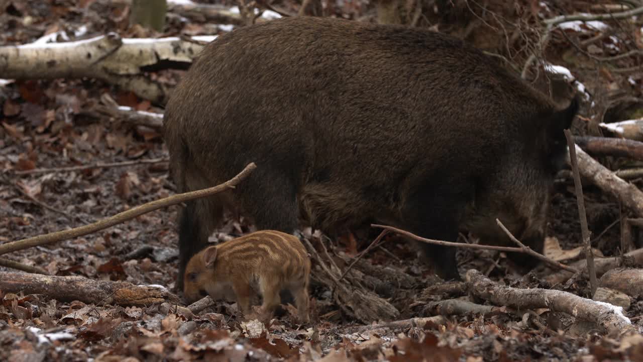 小野猪的特写Sus斯克劳法家庭，平静的小猪妈妈哺乳条纹幼崽。野生动物宁静的长毛动物场景。强大的鼻子，良好的嗅觉，在杂食中寻找食物。