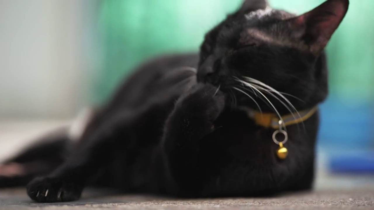 详情图-黑猫安静地睡觉
