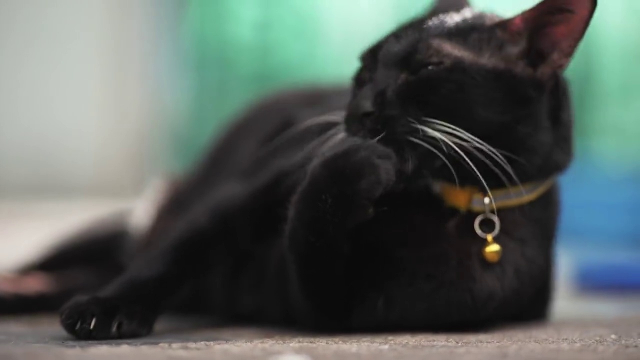 详情图-黑猫安静地睡觉