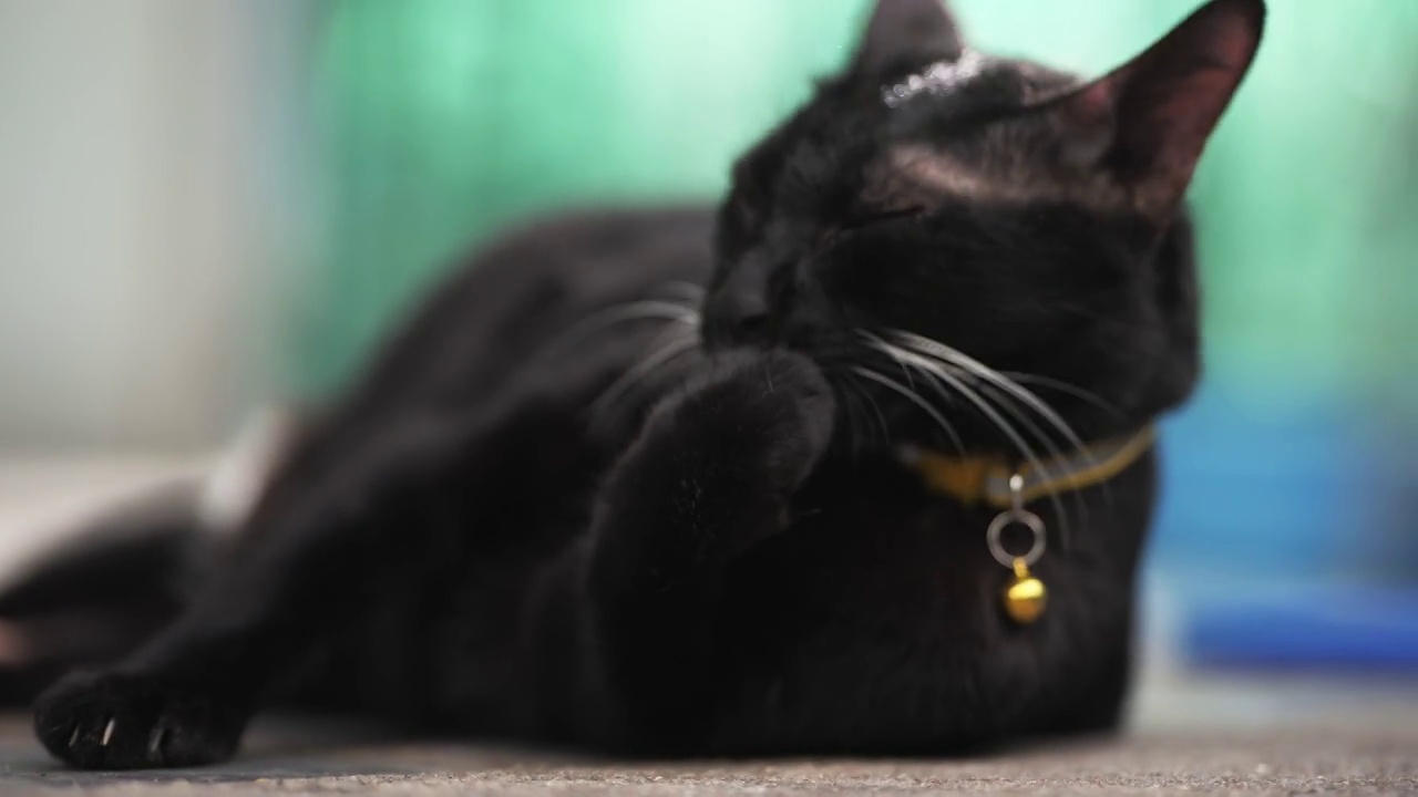 详情图-黑猫安静地睡觉