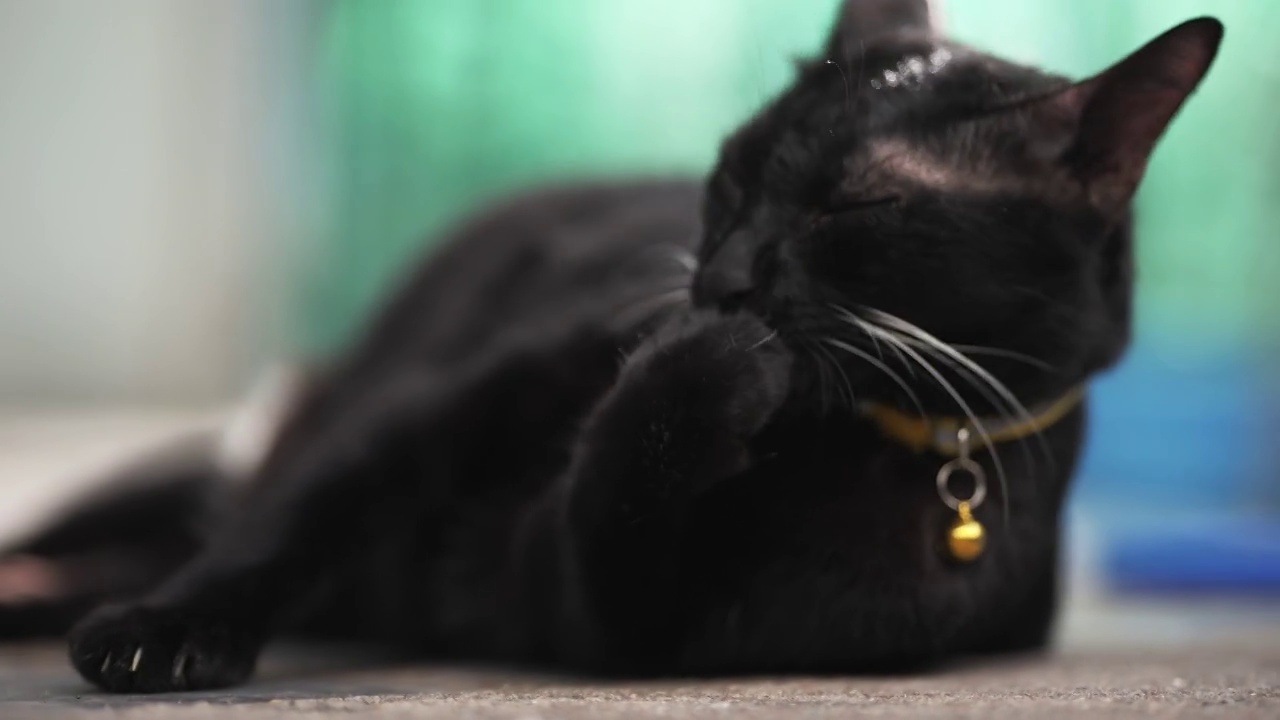 详情图-黑猫安静地睡觉