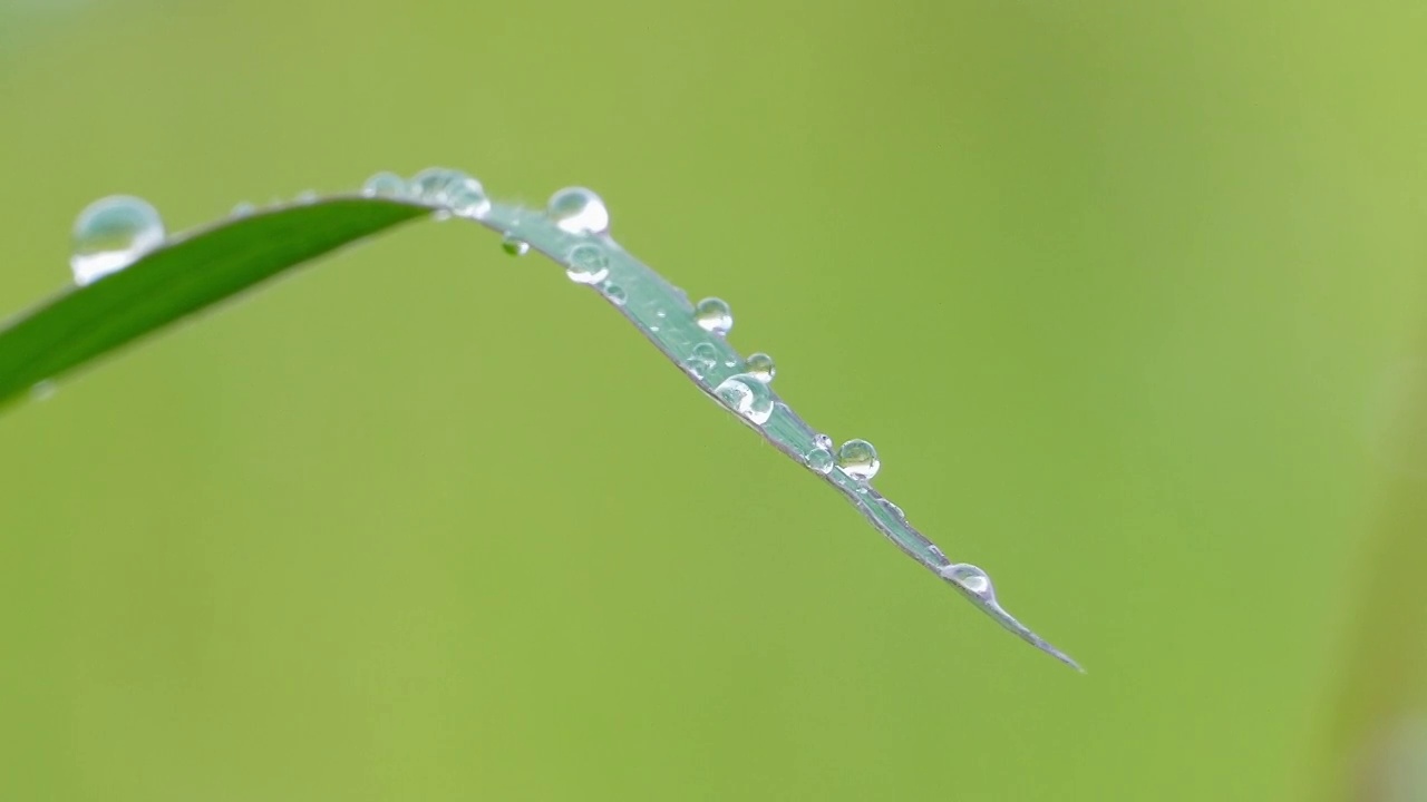 水滴在睡莲的叶子上。