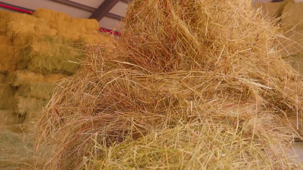 干草叉(农业设备)在干草堆中，慢镜头，背景是干草堆