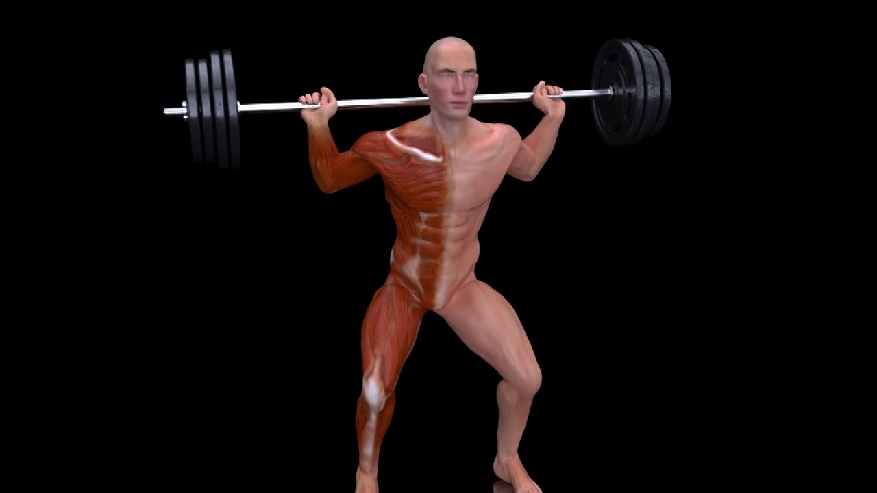 一个男人做深蹲的4K解剖结构