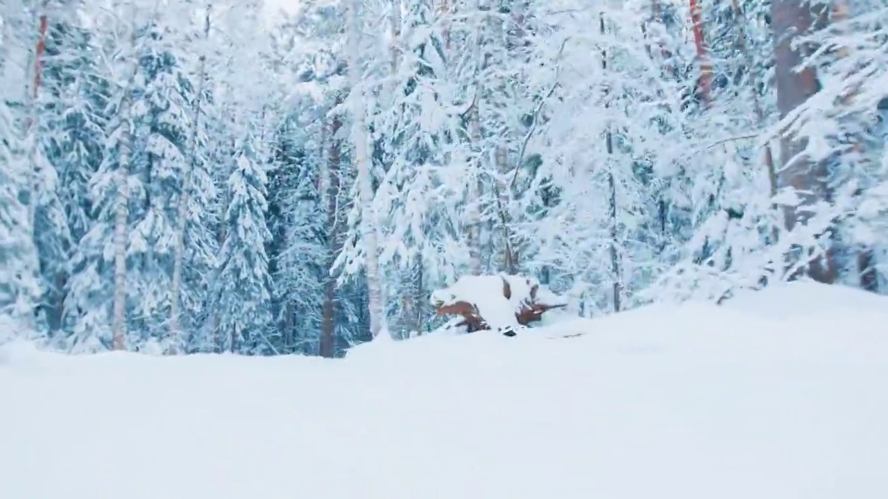 詳情圖-越野滑雪。穿著紅色滑雪服的年輕男子在冬季森林滑雪