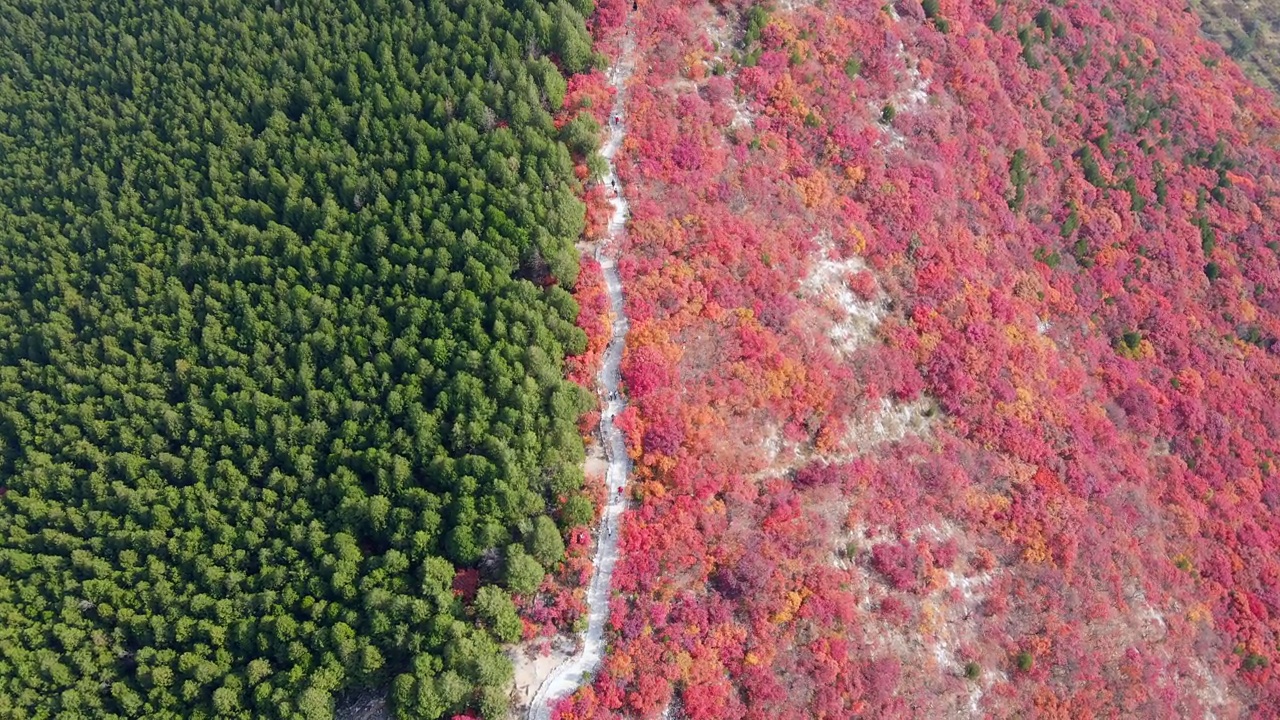 航拍济南南部山区的森林植物风景