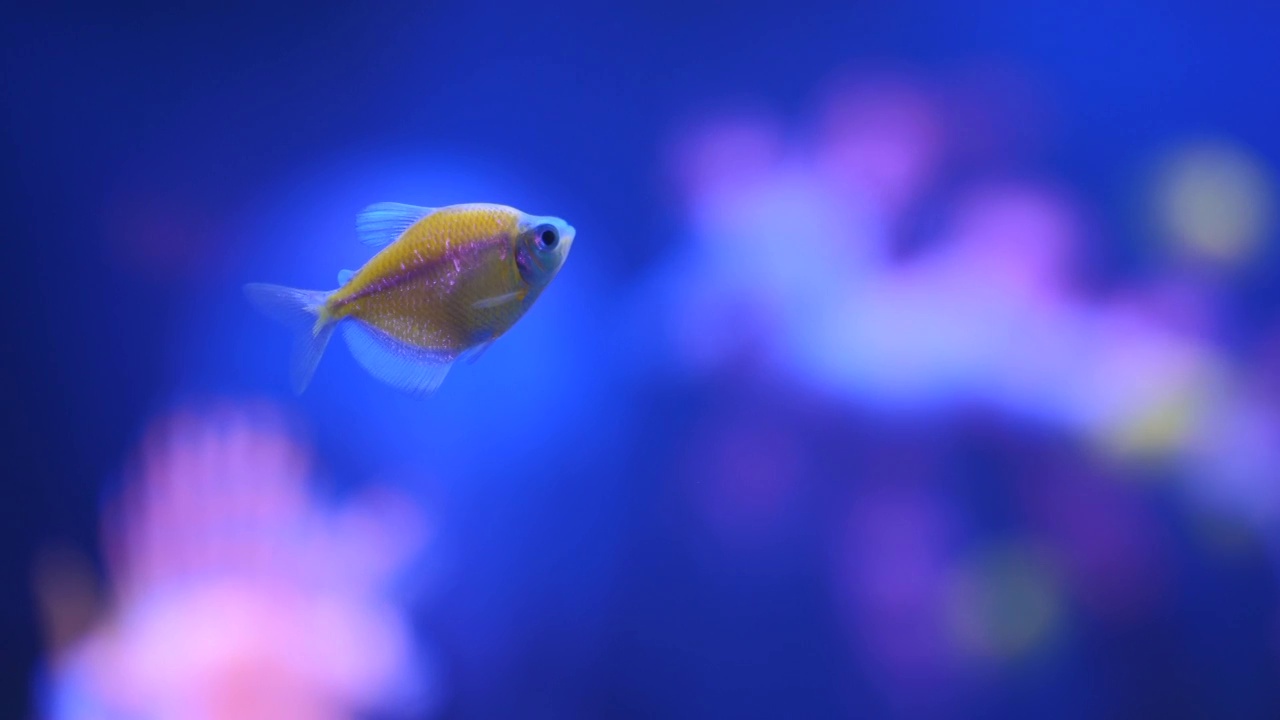 水族馆霓虹灯鱼