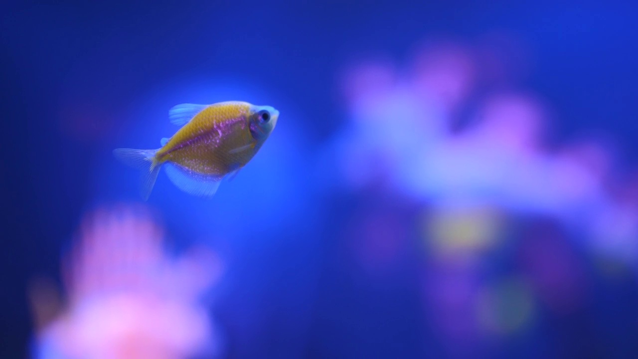 详情图-水族馆霓虹灯鱼