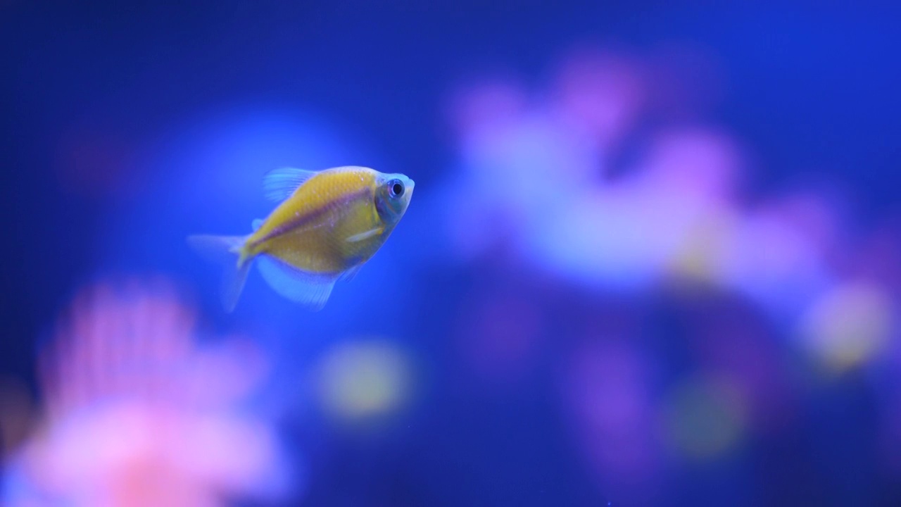 详情图-水族馆霓虹灯鱼