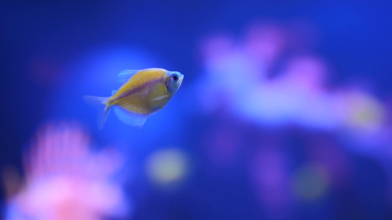 详情图-水族馆霓虹灯鱼