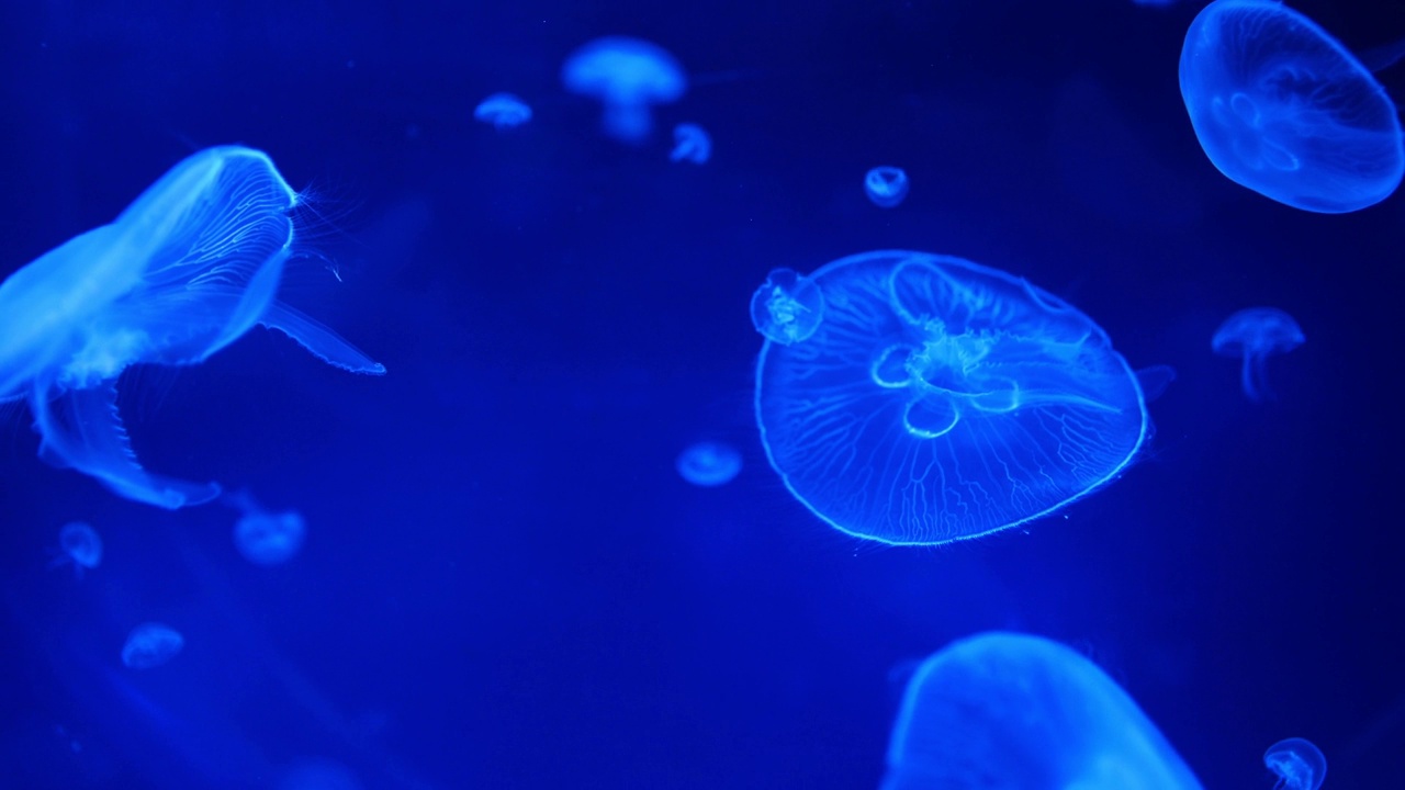 详情图-美丽的水母在水族馆的霓虹灯下，自然背景