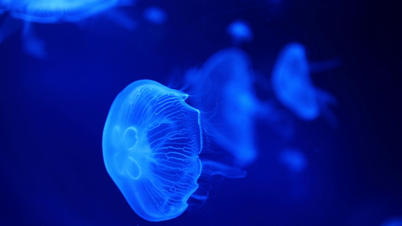 详情图-美丽的水母在水族馆的霓虹灯下，自然背景