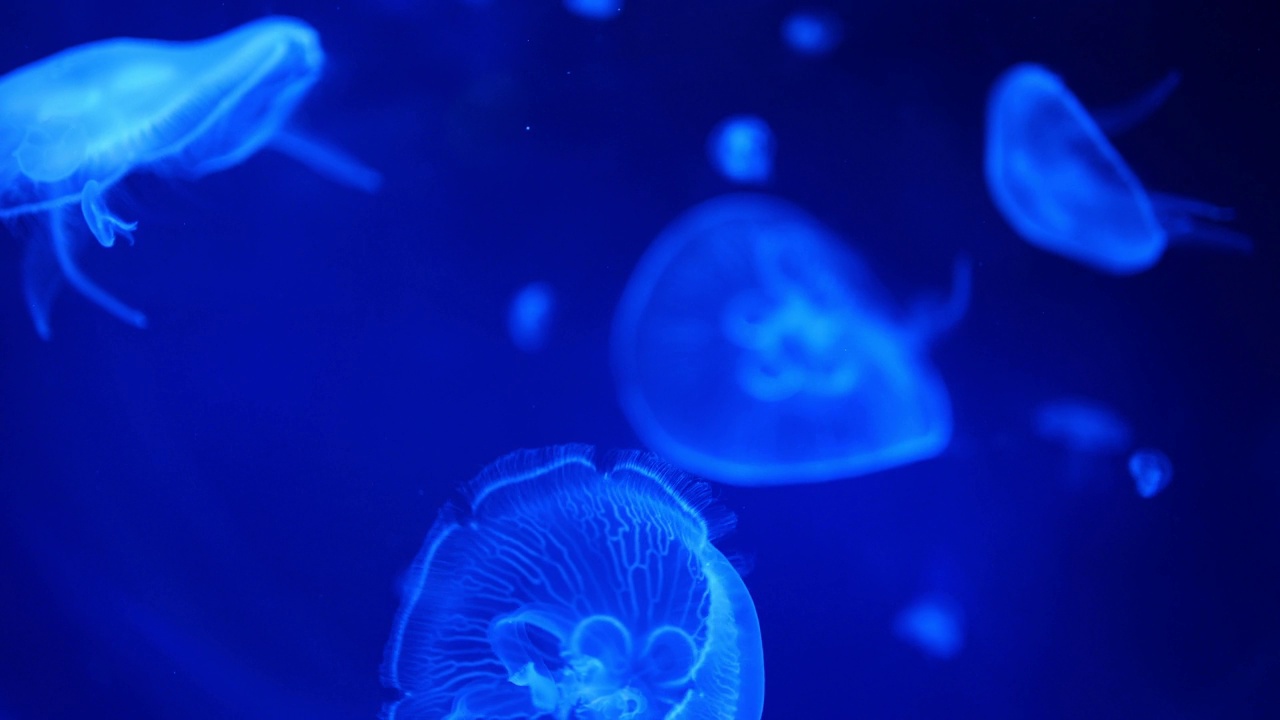 详情图-美丽的水母在水族馆的霓虹灯下，自然背景