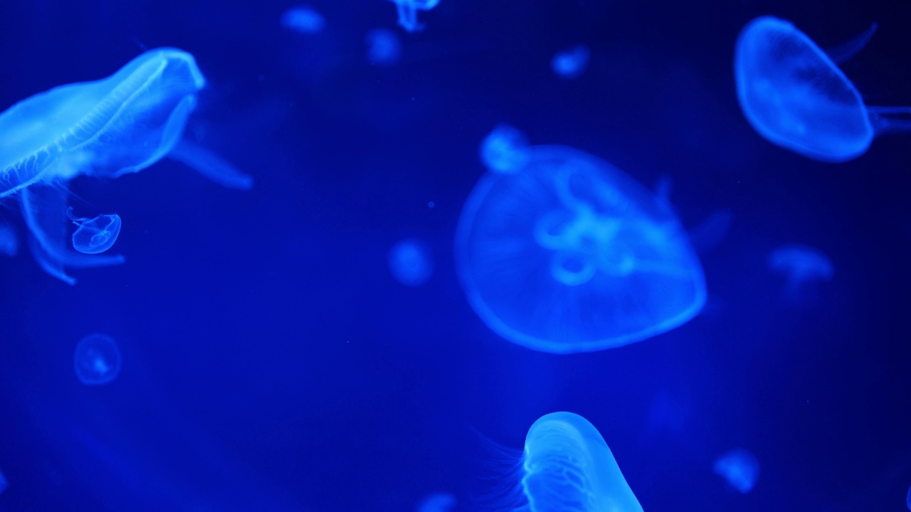 详情图-美丽的水母在水族馆的霓虹灯下，自然背景