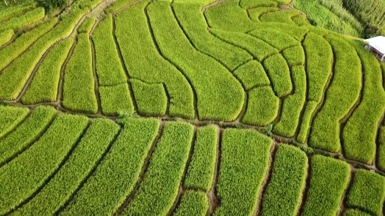 详情图-梯田稻田鸟瞰图绿色季节的东南亚农业